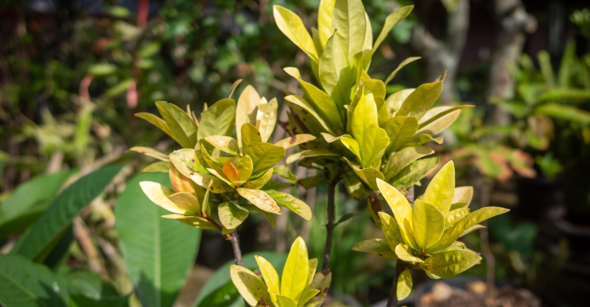 Florida Sunshine' Yellow Anise