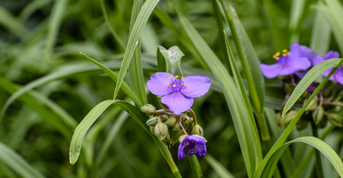 ohio spiderwort flower