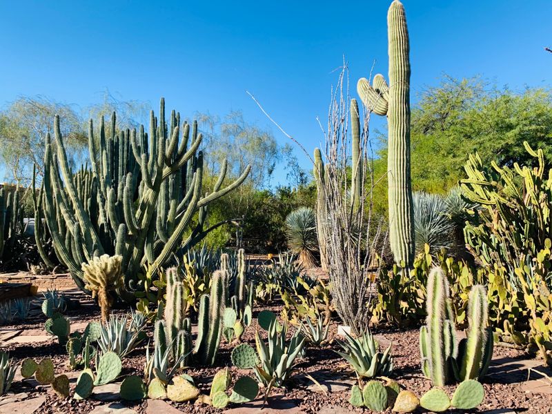 Desert Botanical Garden Showcases Arizona’s Most Iconic Saguaro Landscapes