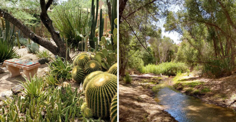 The Top Desert Botanical Gardens Worth Visiting Across Arizona