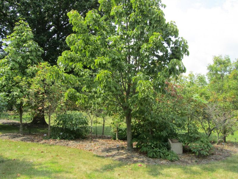 The Buckeye Remained A Lasting Part Of Ohio Landscapes