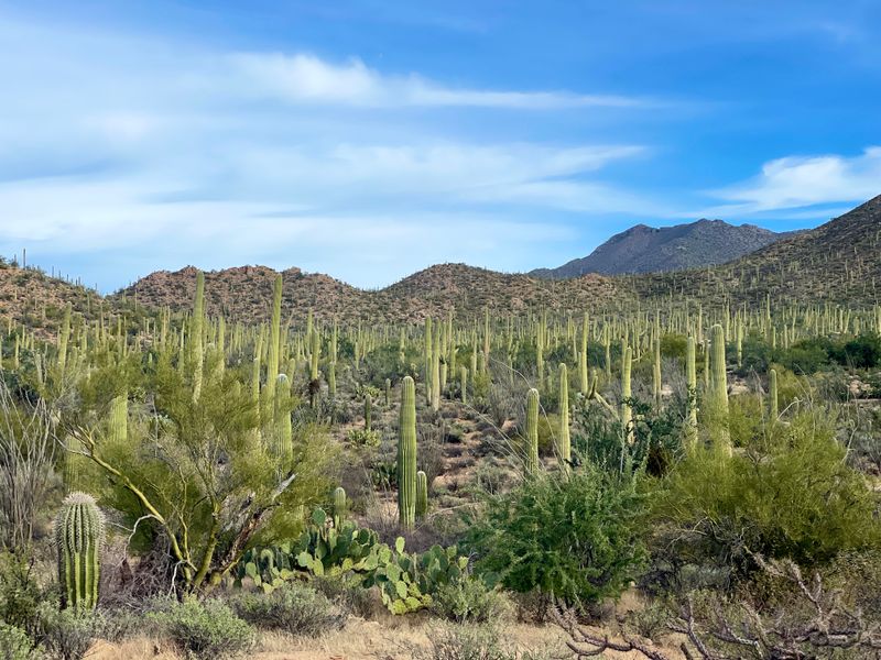 Saguaro National Park East Showcases Towering Native Cactus Forests
