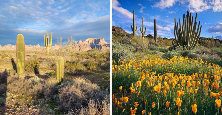 The Ultimate Arizona Native Desert Plants Road Trip You Need To Take This Year