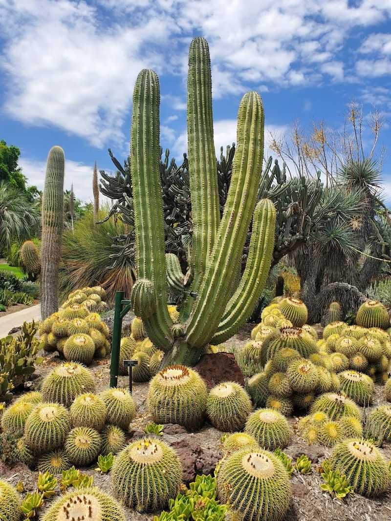 The Huntington Botanical Gardens (San Marino)