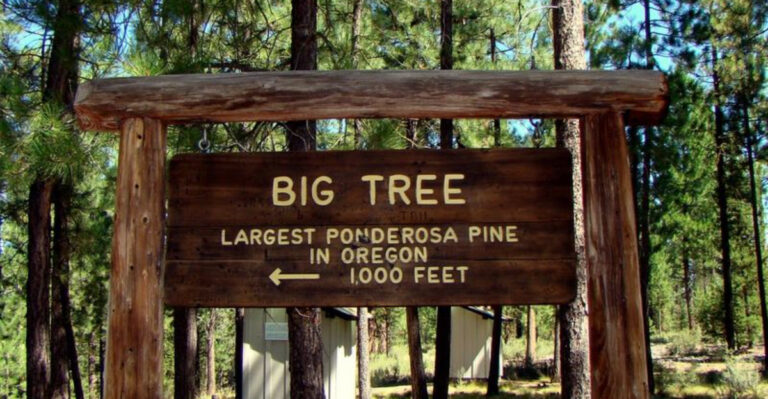 oregon big tree