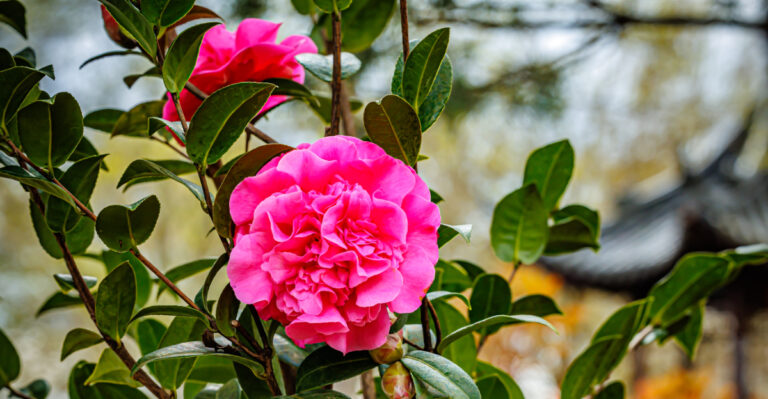 camellia (featured image)