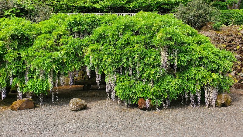 Rare Plants Around Every Corner