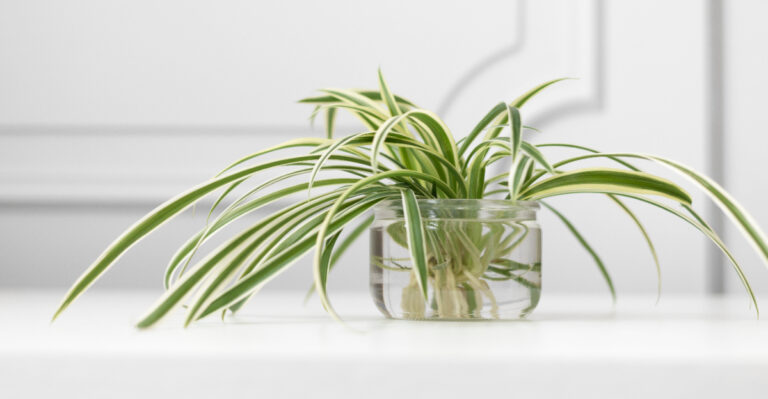 spider plant (featured image)