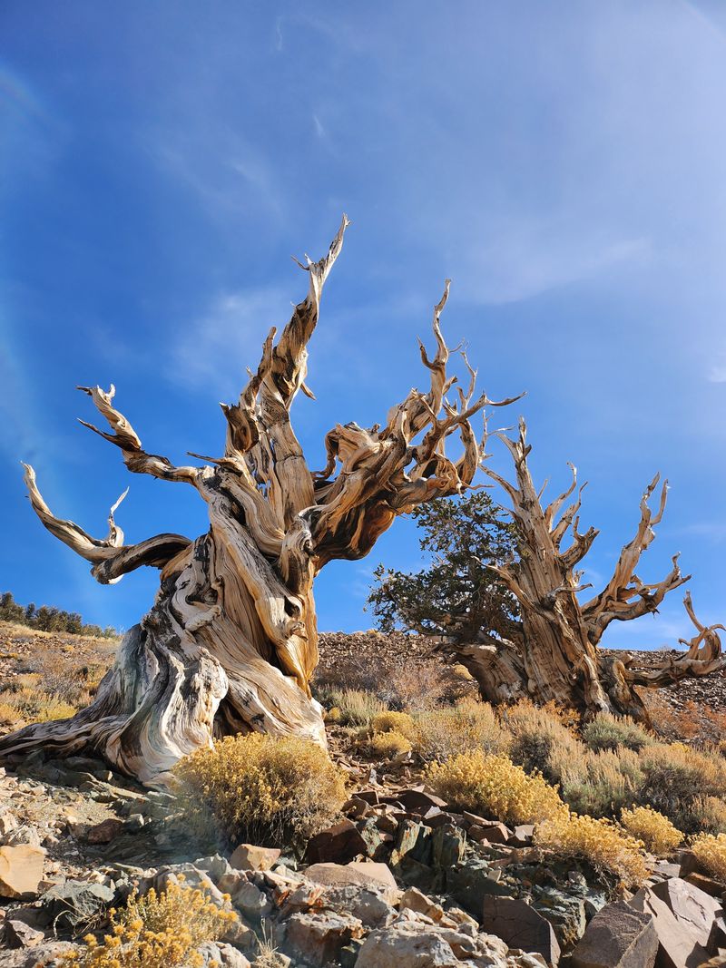 Methuselah, Ancient Bristlecone Of The White Mountains