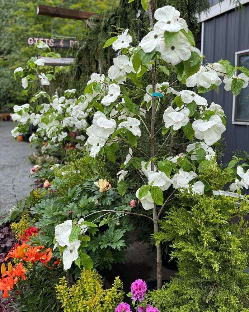 Flowering Dogwood Lights Up Spring With Iconic White Blooms