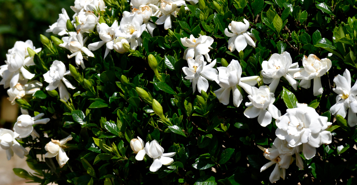 plant (featured image)