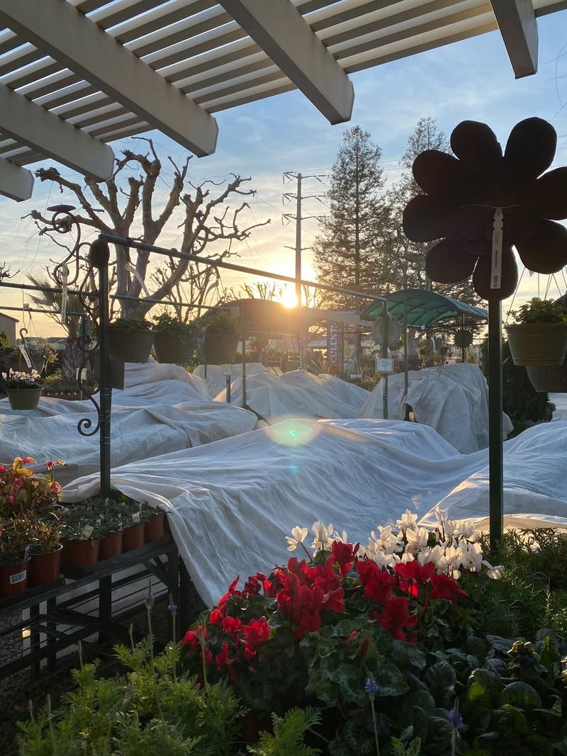 Protect Plants From Overnight Frost When Temperatures Dip