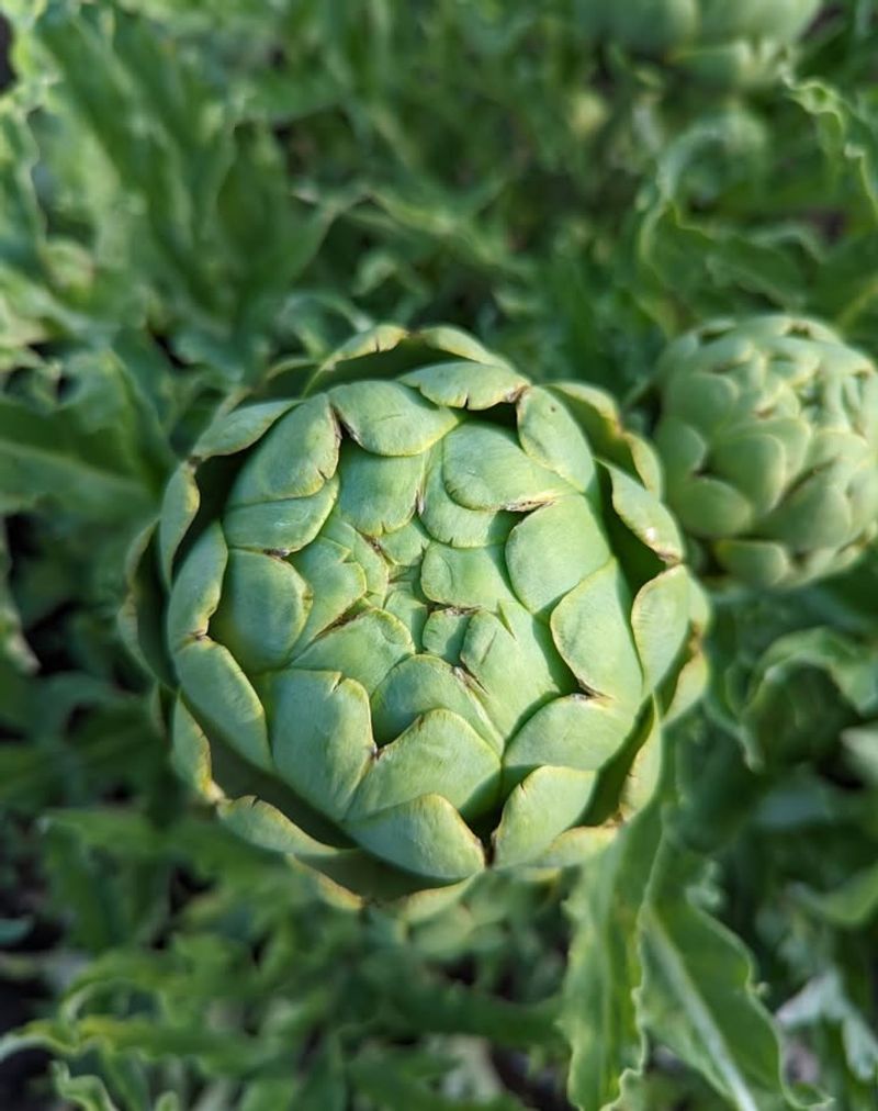 Artichokes (Cynara scolymus)