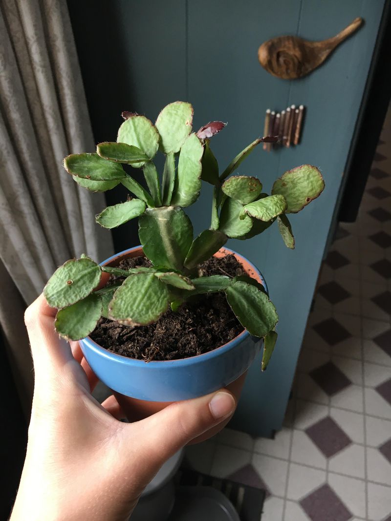 Low Humidity Weakens Growth Over Time