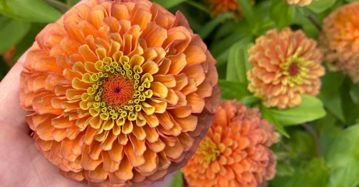 orange zinnia