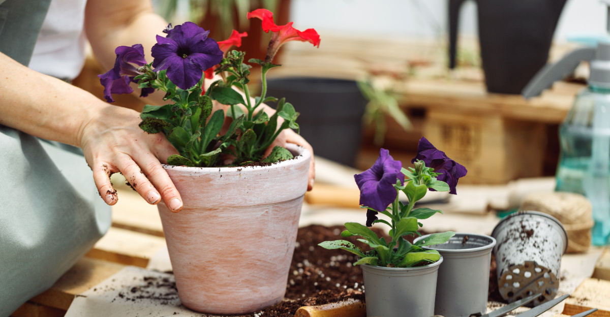These 10 Flowers Grow Better In Pots Than The Ground In California