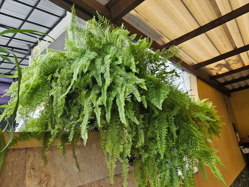 Boston Fern Brings Instant Lush Tropical Vibes
