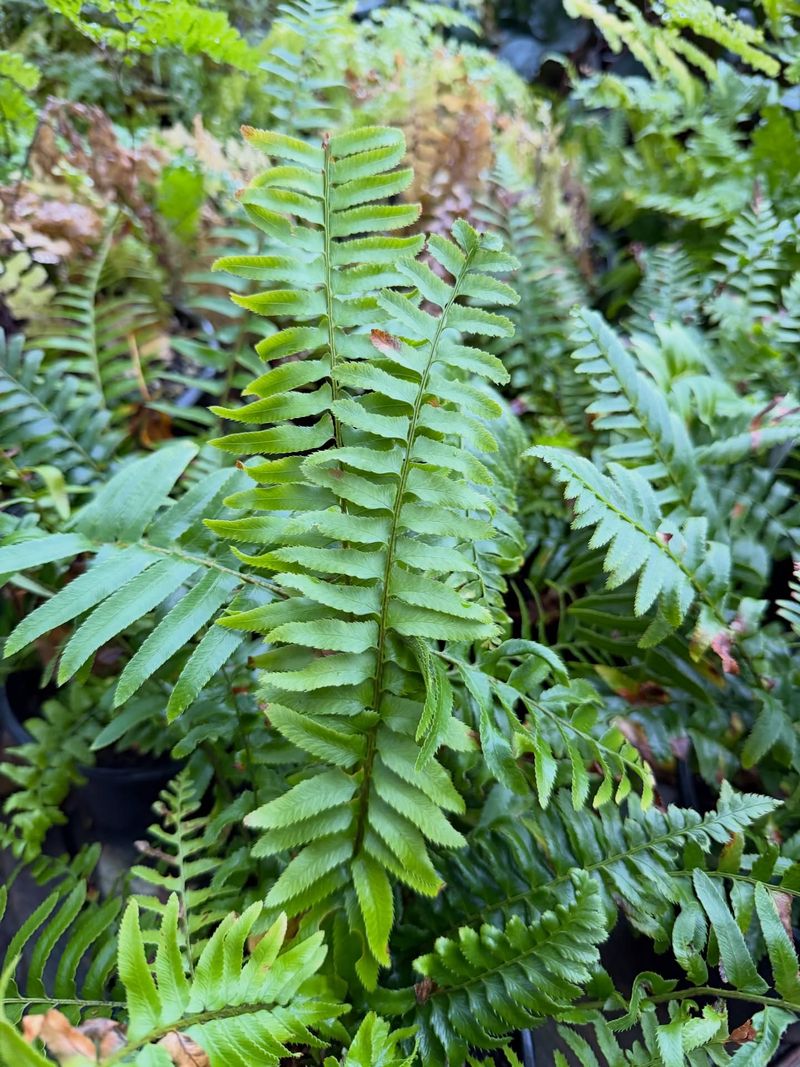 Sword Fern (Polystichum munitum)
