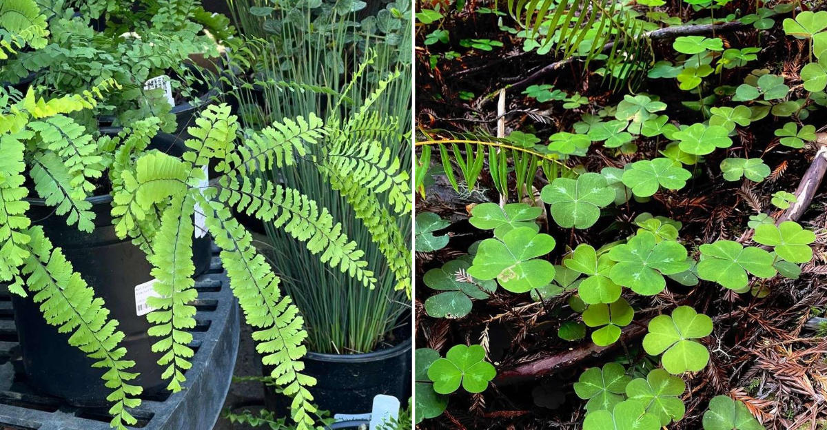 ferns and groundcovers