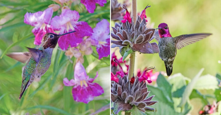 hummingbirds on native plants