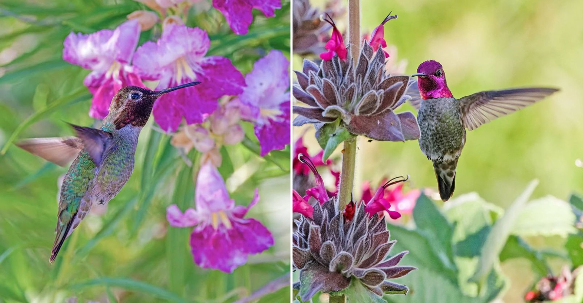 hummingbirds on native plants