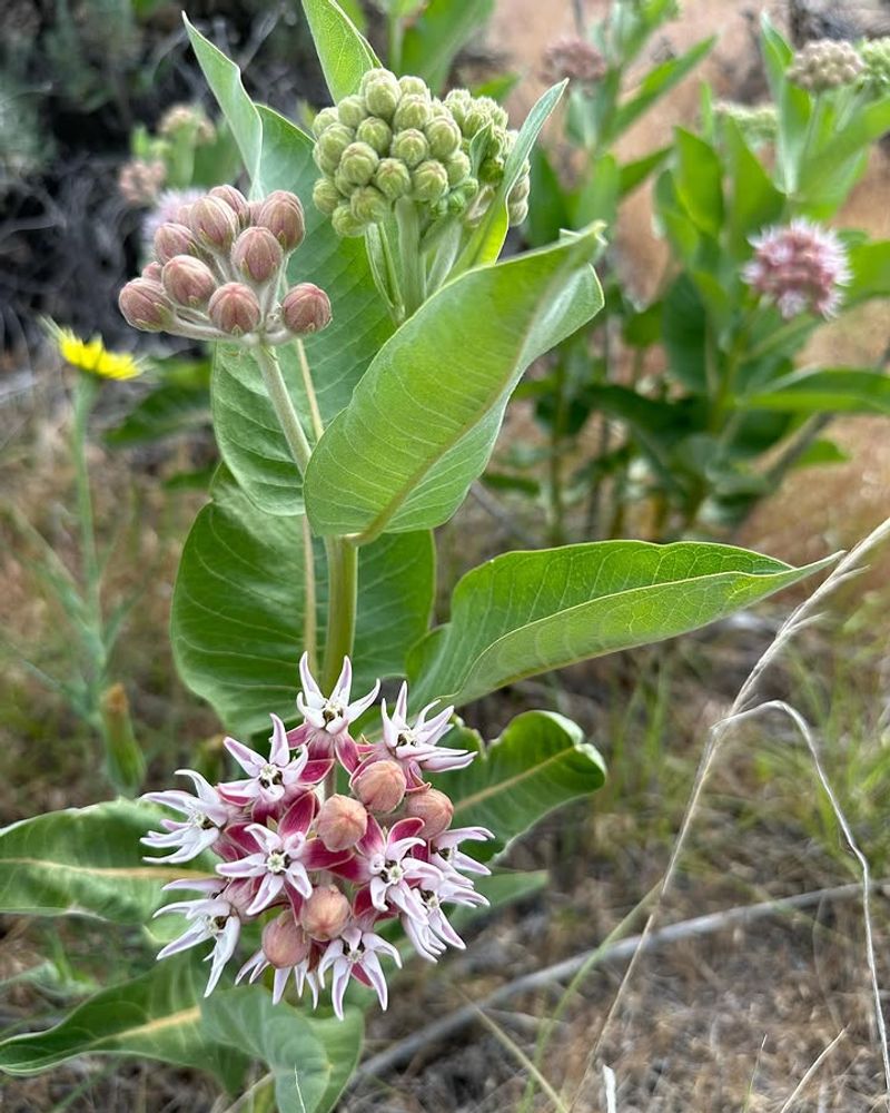 Showy Milkweed (Asclepias speciosa)