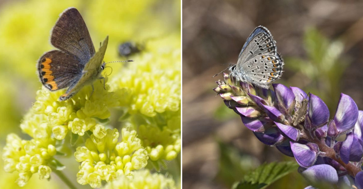 butterflies host plants