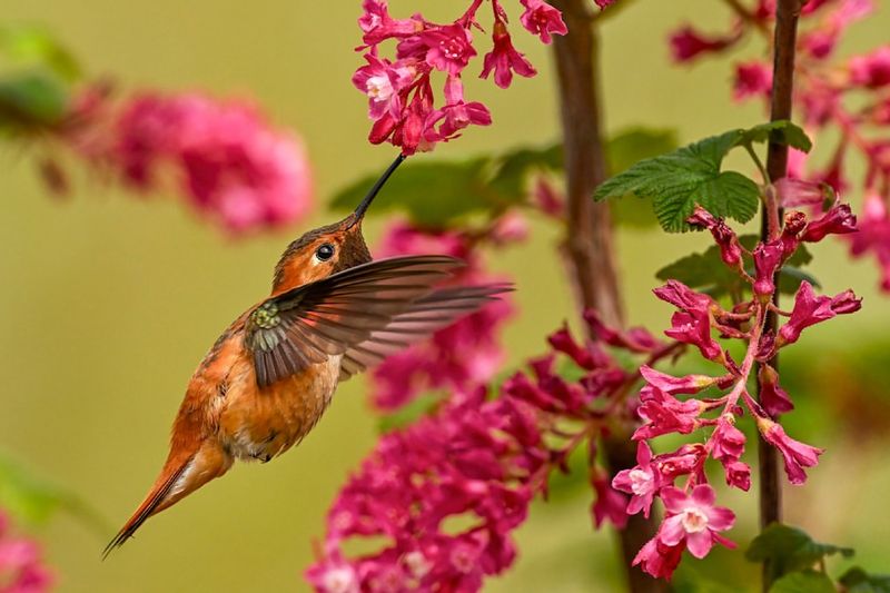 Red Flowering Currant