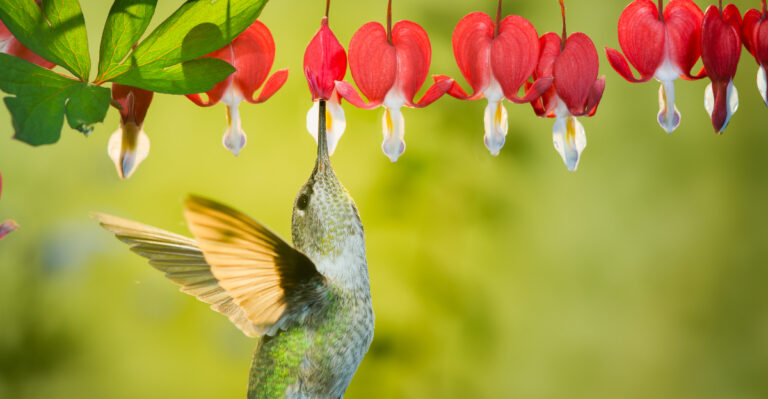 bleeding heart flower and hummnigbird
