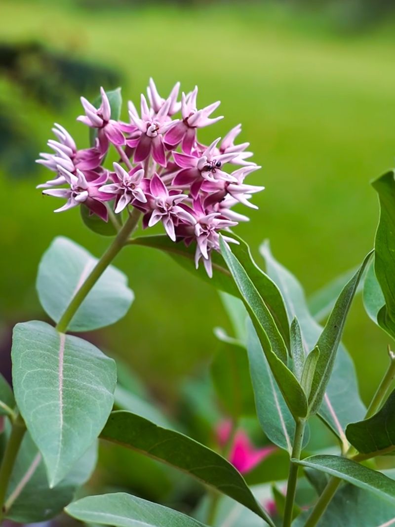 Showy Milkweed (Asclepias speciosa)