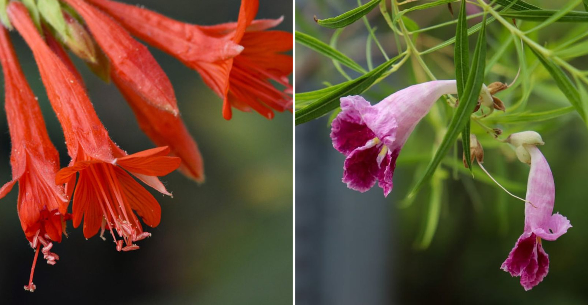 california pollinators plant