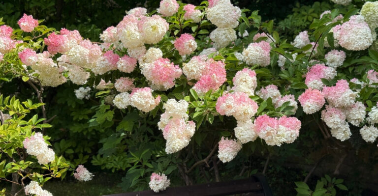panicle hydrangea in bloom