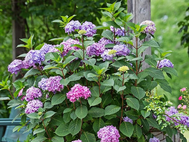 Choose Heat-Tolerant Hydrangea Varieties
