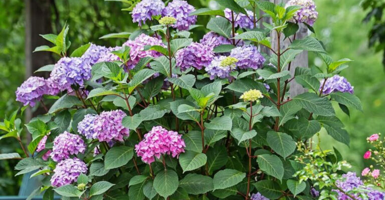hydrangea shrub