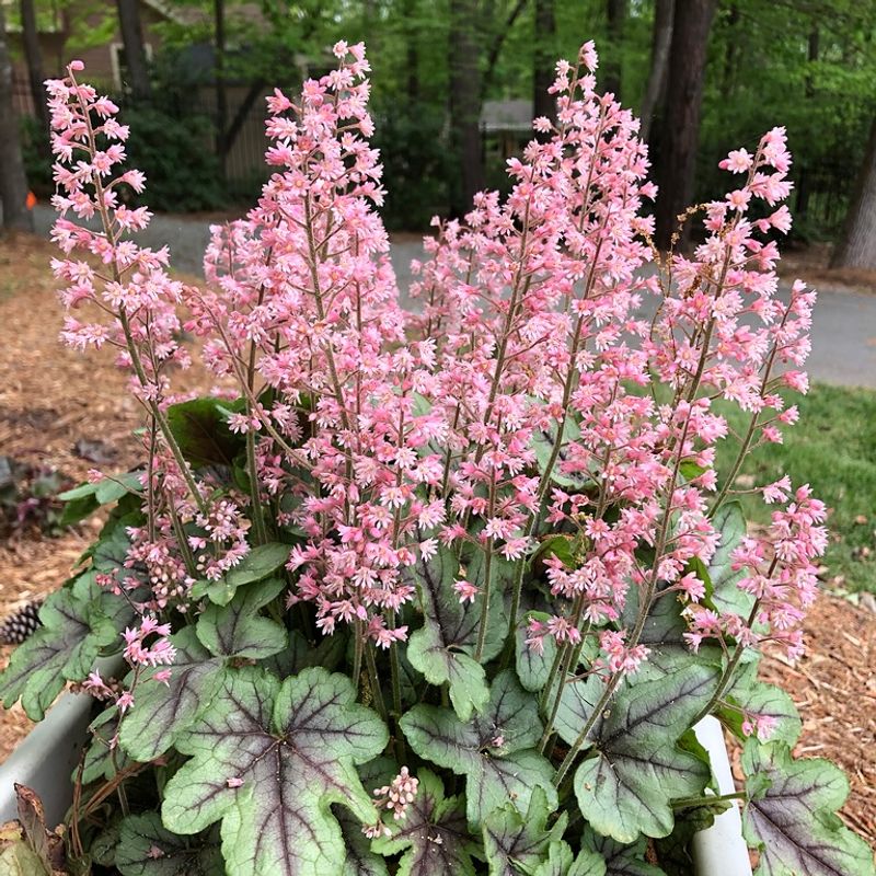 Coral Bells (Heuchera spp.)