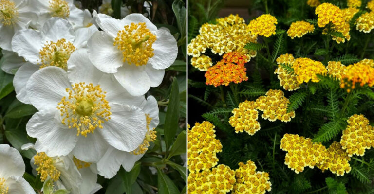 cali plants low maint