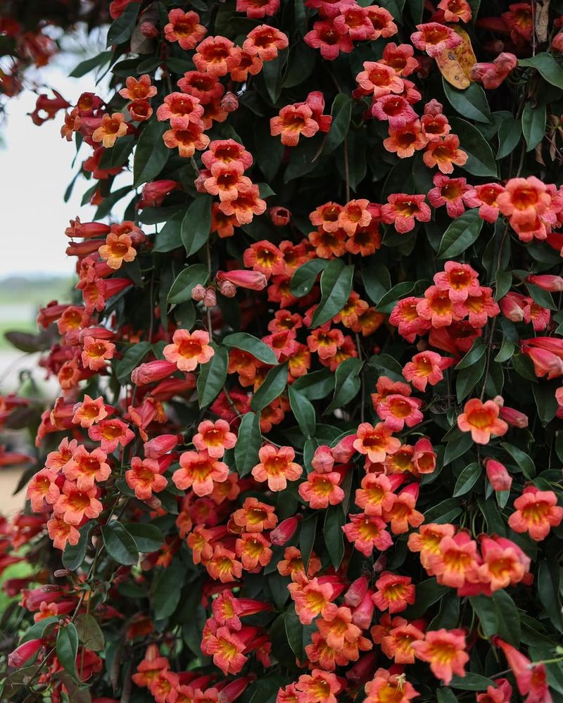 Tangerine Beauty Crossvine (Bignonia capreolata)