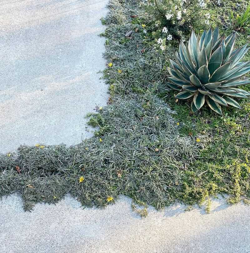 Dymondia (Silver Carpet)