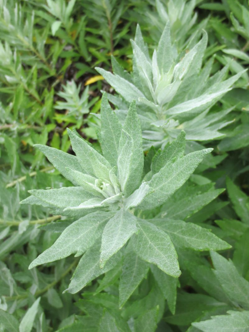 Coastal Mugwort (Artemisia suksdorfii)