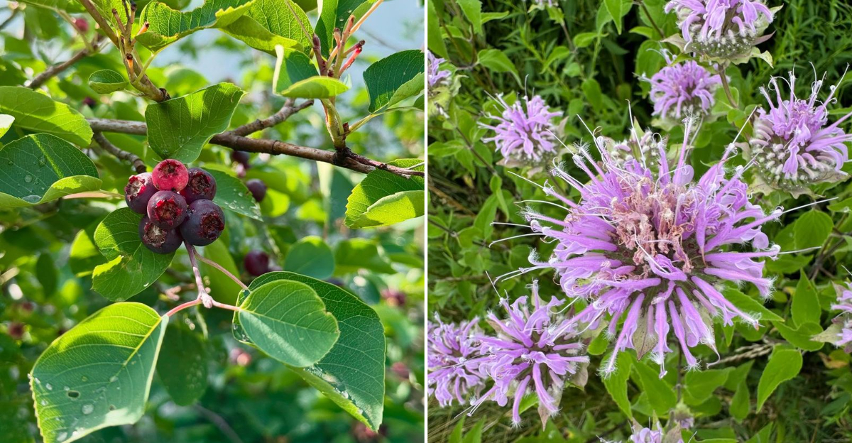 native plants oregon