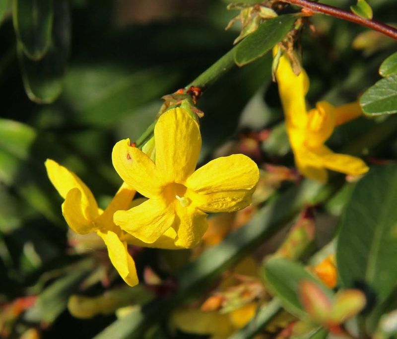 Jasmine (Jasminum spp.)