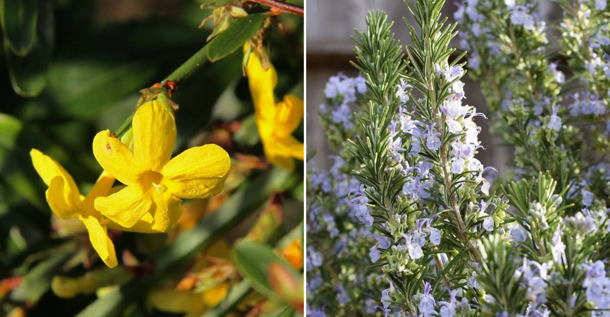 winter jasmine and rosemary