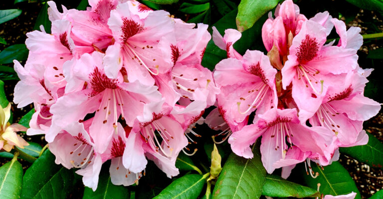 pacific rhododendron