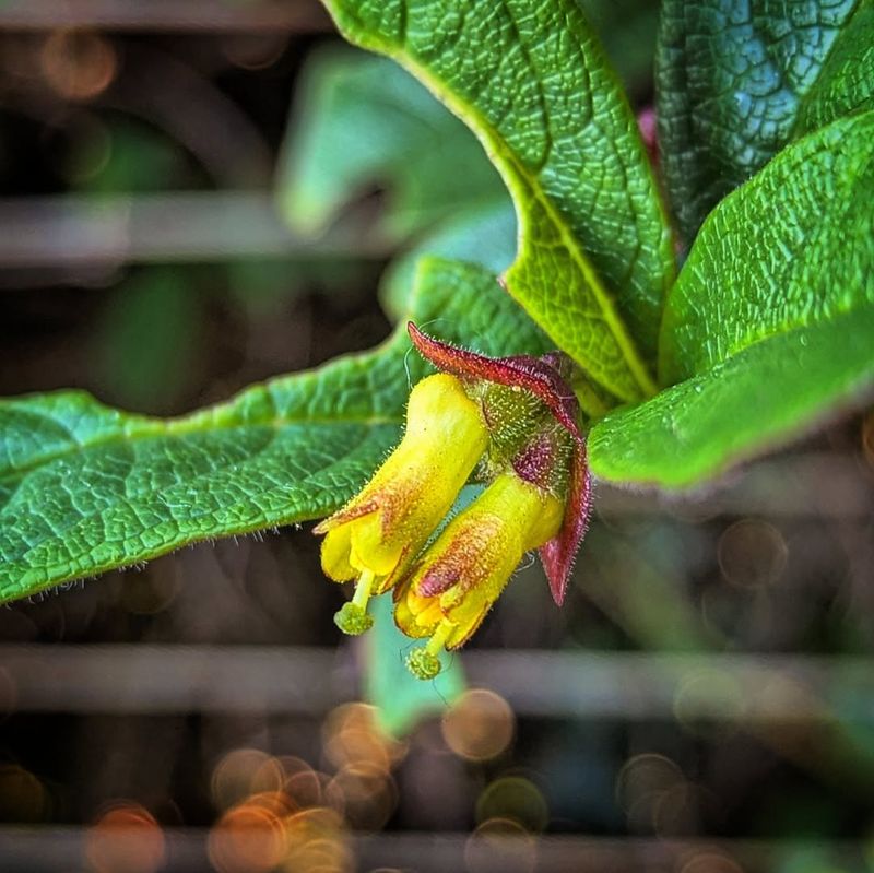 Twinberry Honeysuckle (Lonicera involucrata)