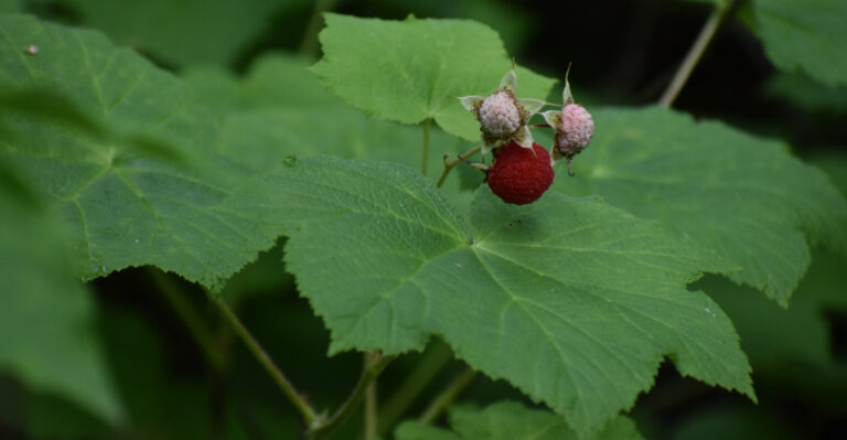 Thimbleberry (Rubus parviflorus)