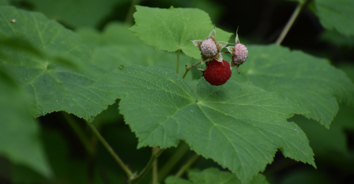 Thimbleberry (Rubus parviflorus)