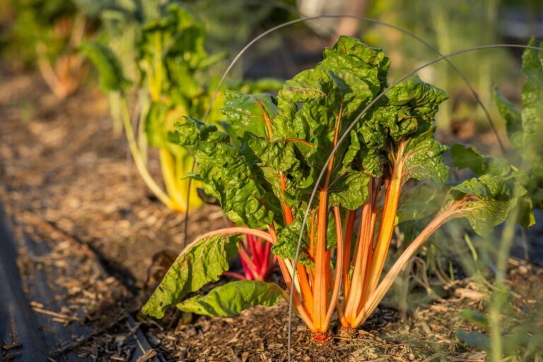 swiss chard