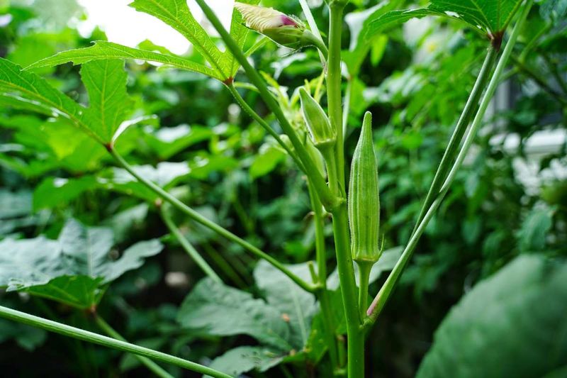 Okra Thrives In Extreme Heat