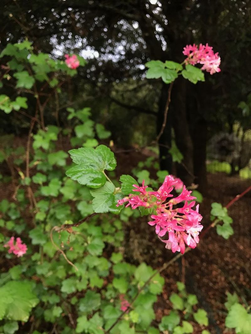 Red Flowering Currant