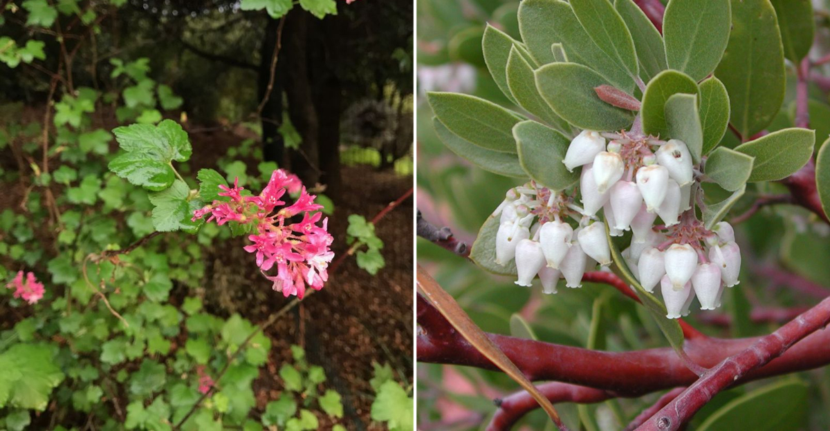 currant and manzanita